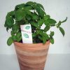 marqueur etiquettes plantes aromatiques 1