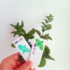 marqueur etiquettes plantes aromatiques 8